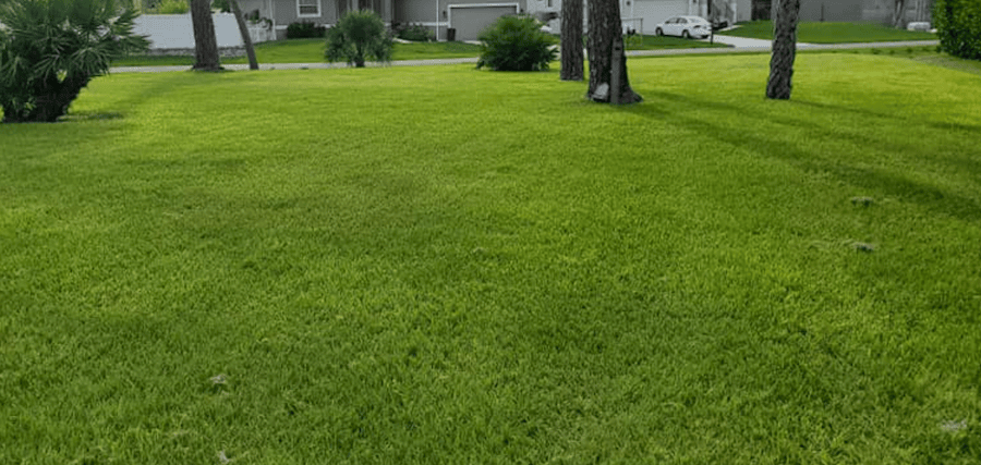 Bahia lawn in Florida