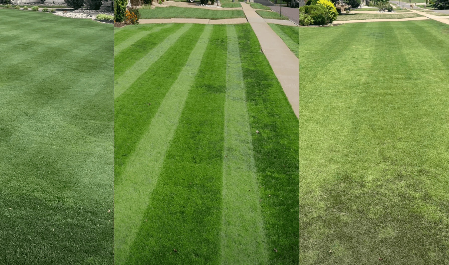 perennial ryegrass
