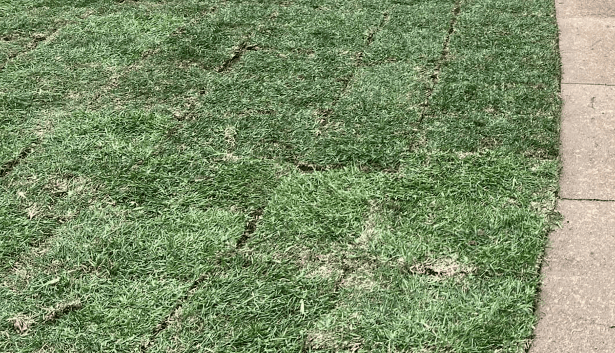 newly laid st. augustine sod