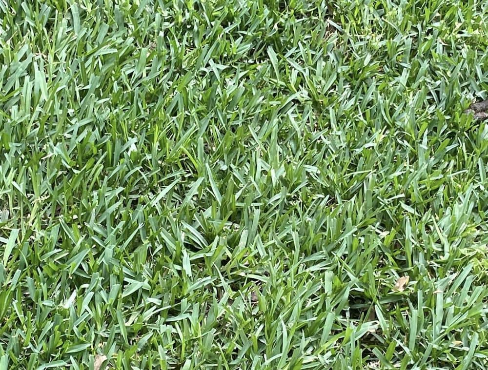st. augustine close up