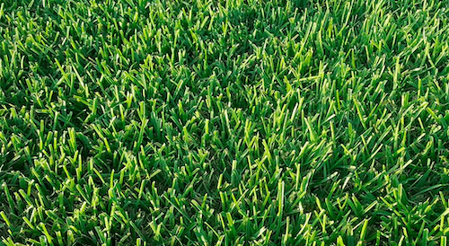 Close up photo of Bermuda sod