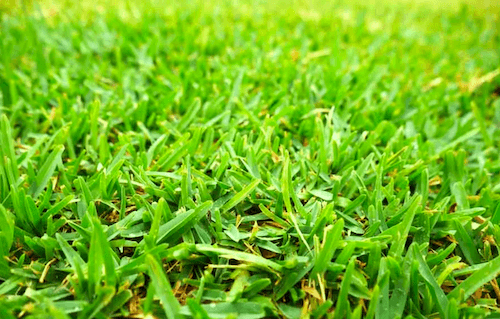 Close up photo of Buffalo sod