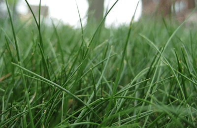 Close up photo of Fine Fescue sod