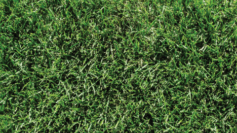 Close up photo of Kentucky Bluegrass sod