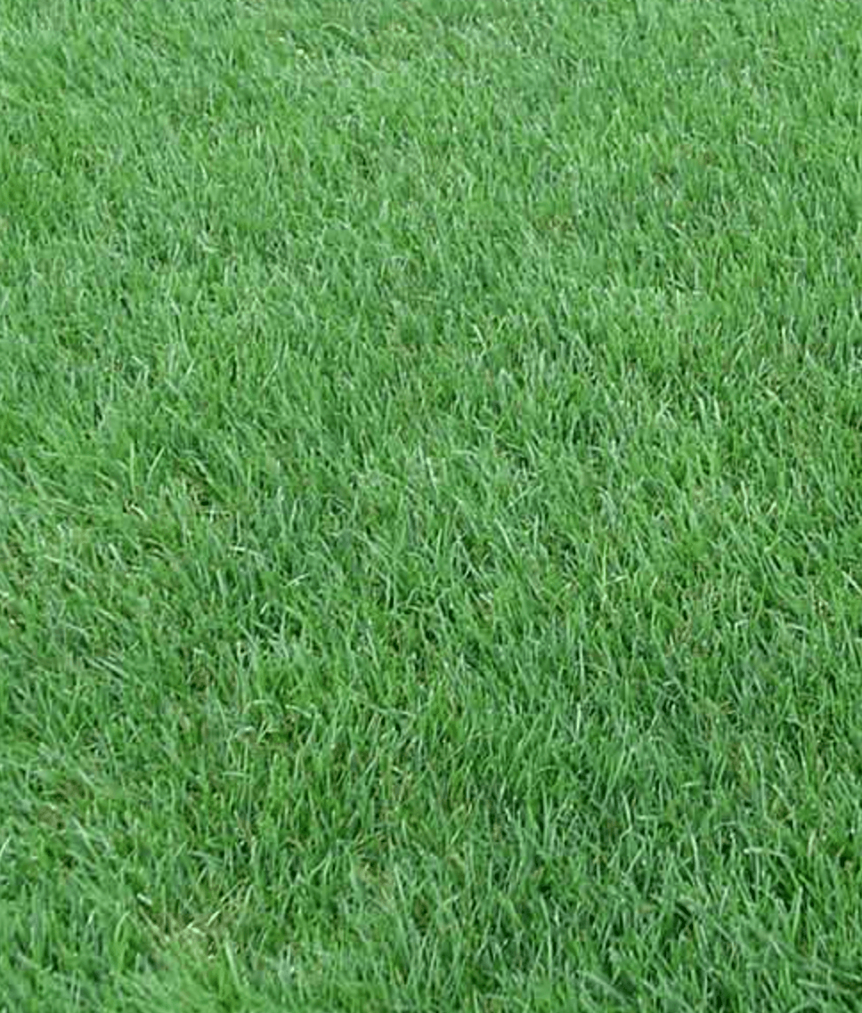 perennial-ryegrass image