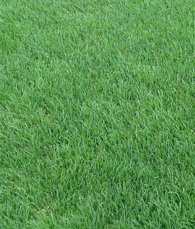 Close up photo of Perennial Ryegrass sod