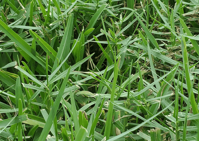 Close up photo of St. Augustine sod