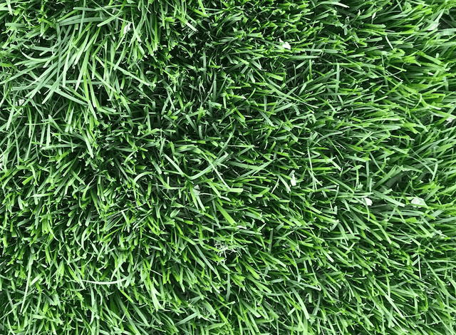 Close up photo of Tall Fescue sod