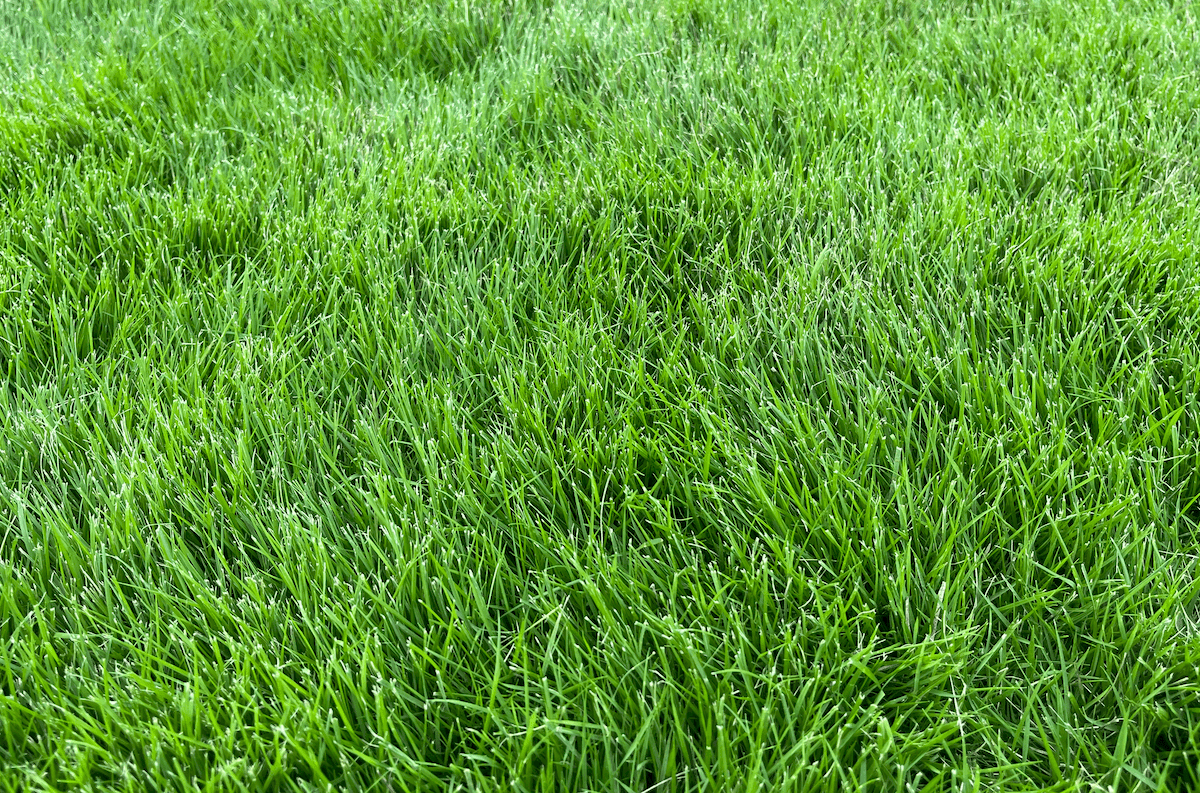 Guide to Zoysia Sod Pros, Cons, Prices & FAQs