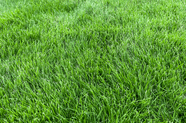 Close up photo of Zoysia sod