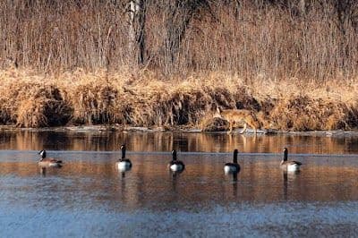 A picture of Carpentersville