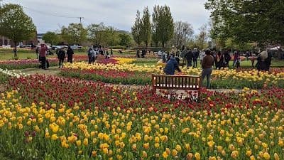 A picture of Holland