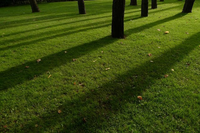 The Best Sods for Shaded Lawns