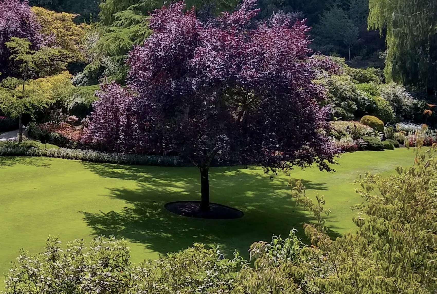 A picture of a shade tree over a lawn in Oregon