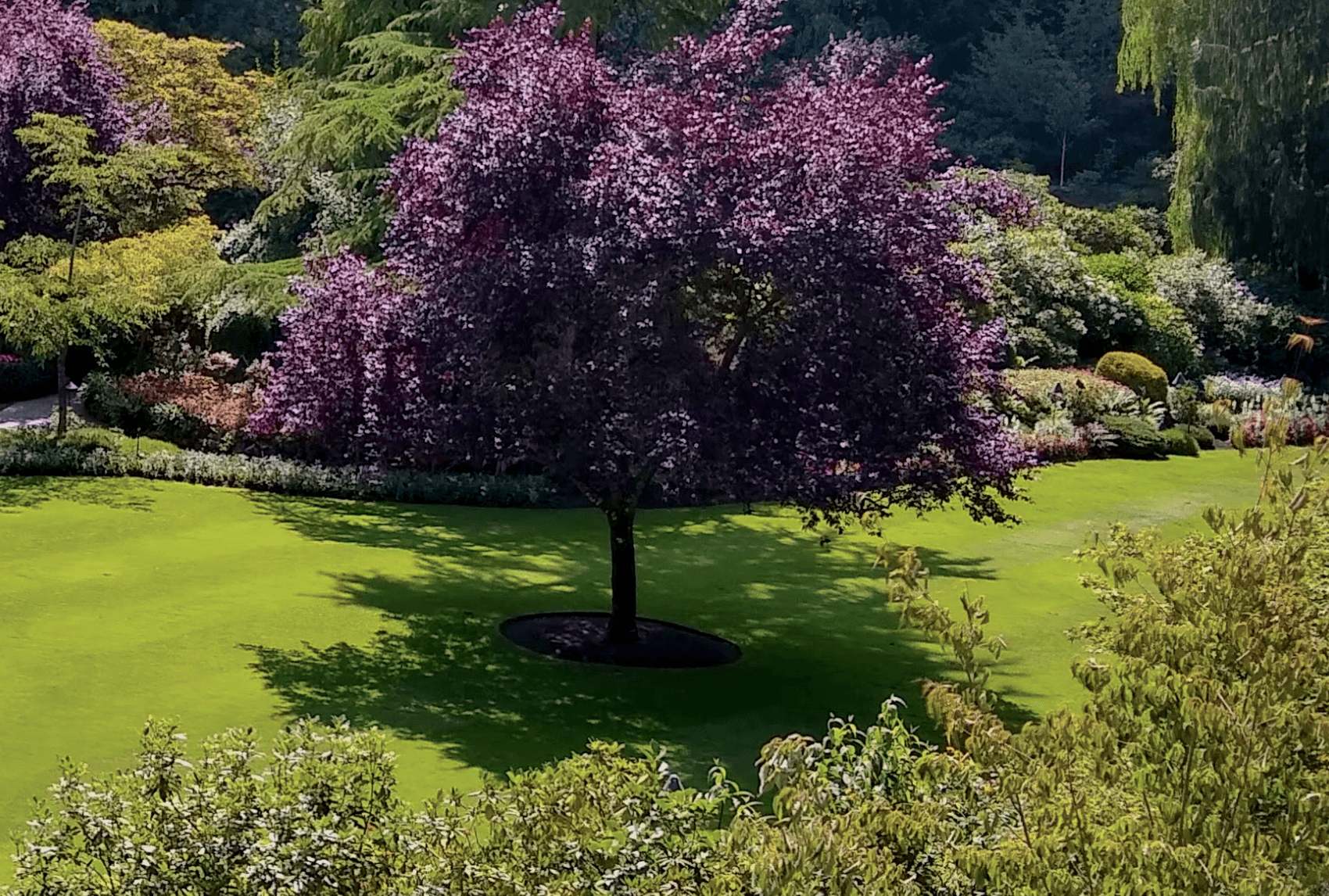 A picture of a shade tree over a lawn in Rhode Island