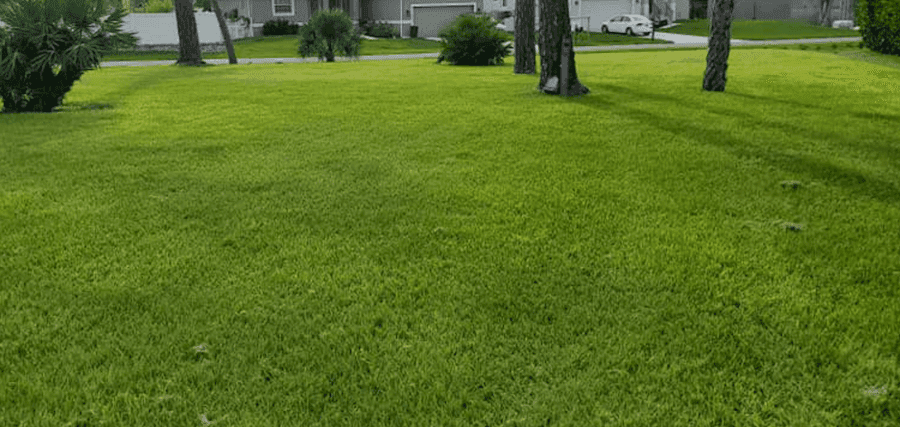 Bahia lawn in Florida
