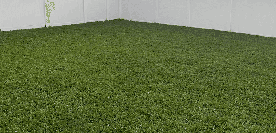 Freshly cut Bahia