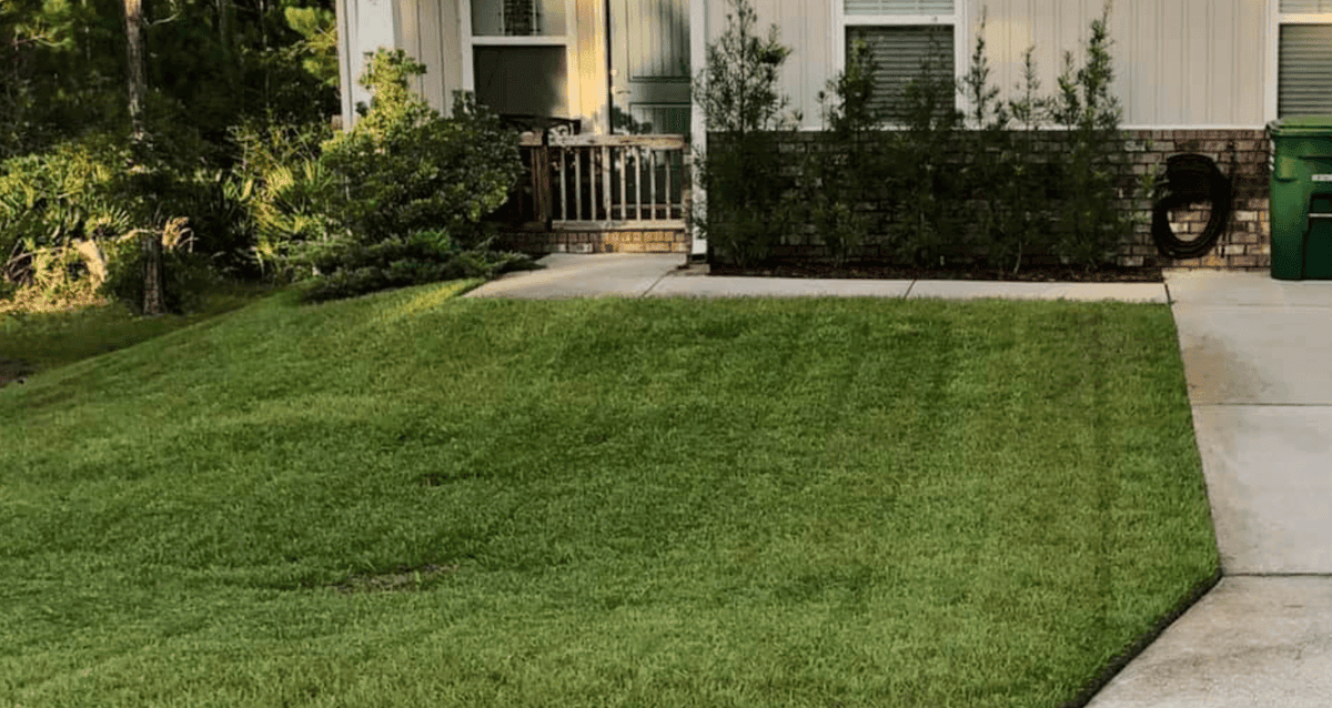 freshly mowed Centipede
