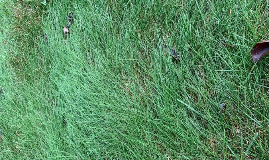 Fine Fescue at 3 inches height