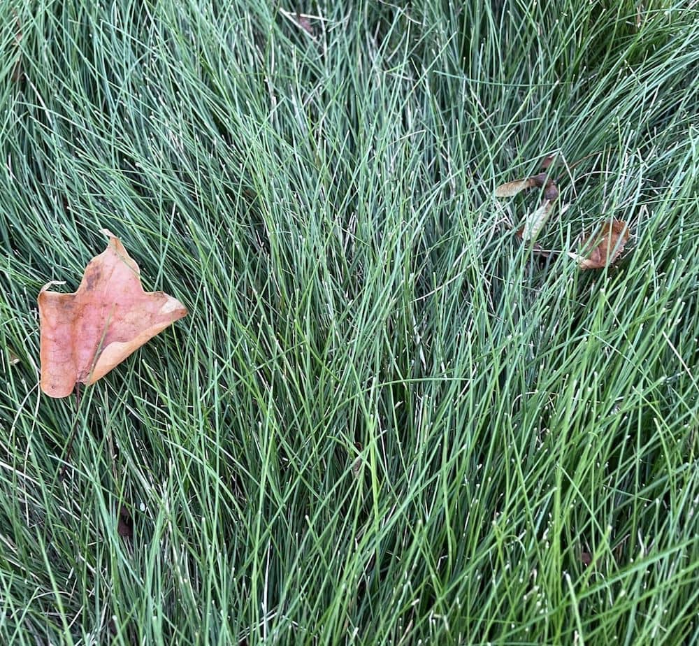 Fine Fescue looks great even when long