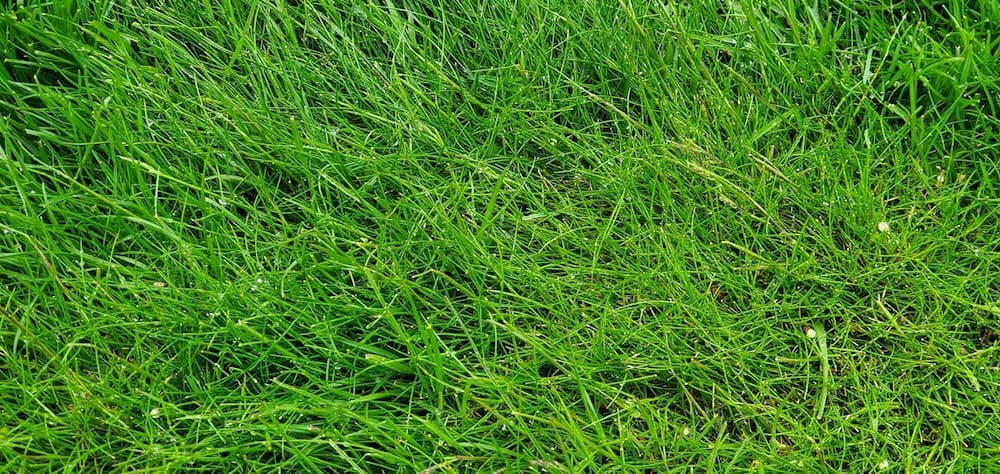 Fine fescue in the morning time