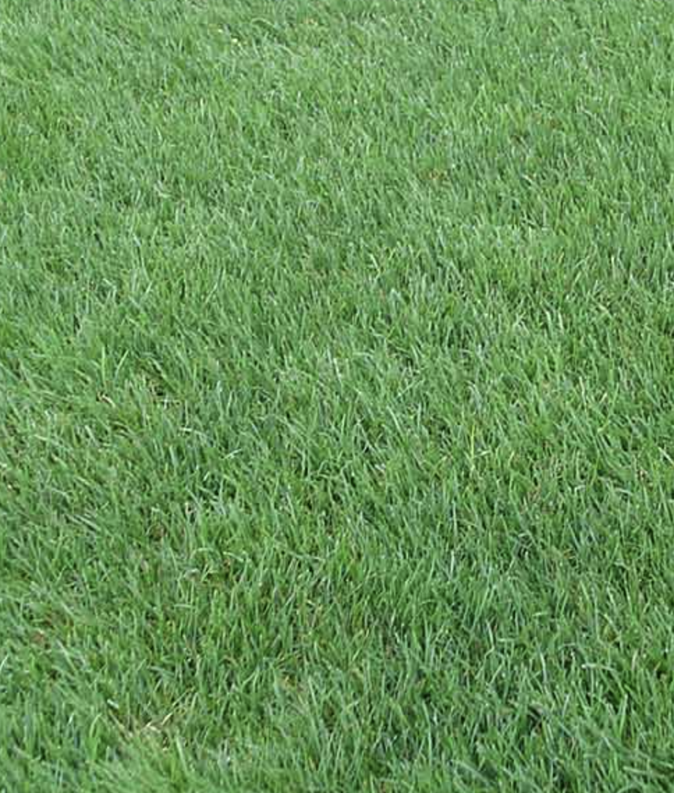 Perennial Ryegrass sod image