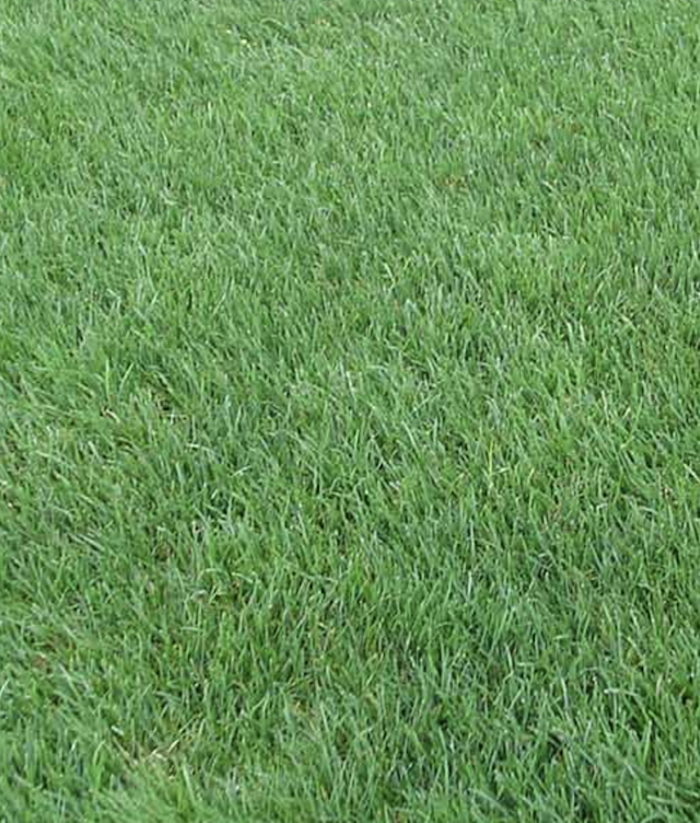 Close up photo of Perennial Ryegrass sod
