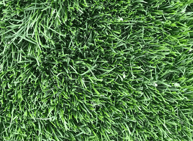 Close up photo of Tall Fescue sod