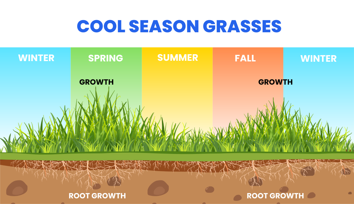 A graph showing the growth of cool season grasses throughout the year