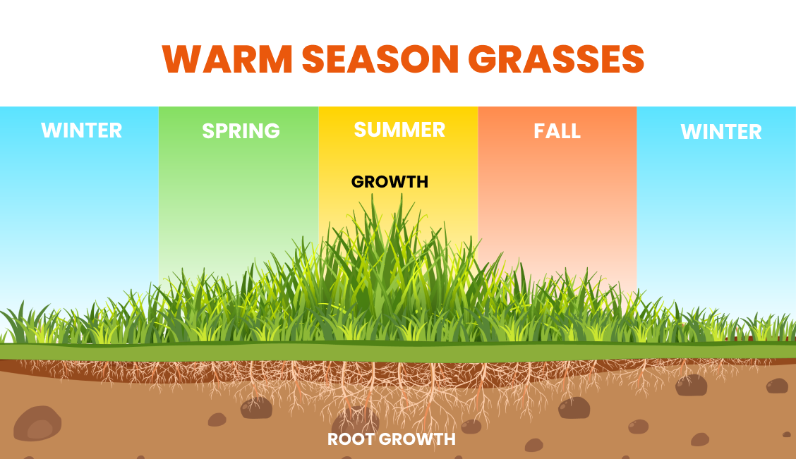 A graph showing the growth of warm season grasses throughout the year