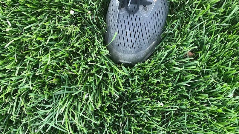 Standing on some Tall Fescue