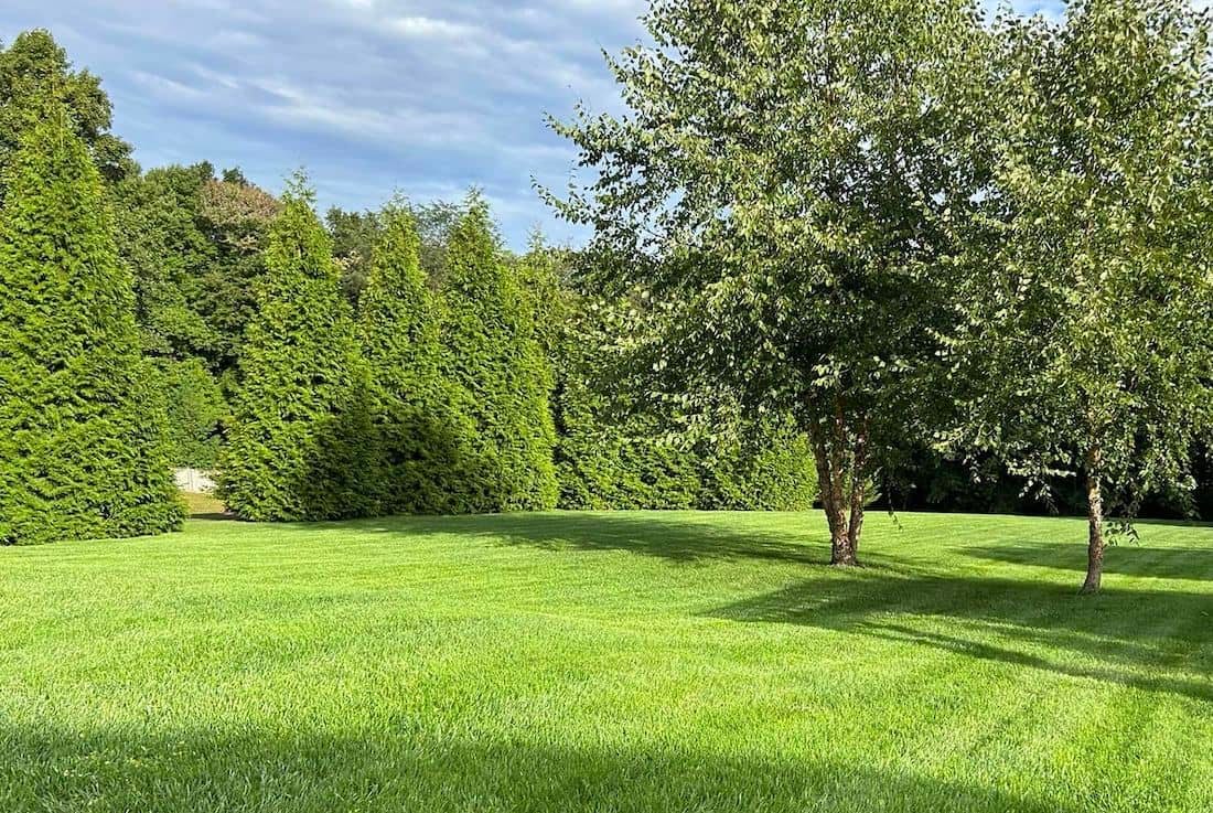 Tall Fescue lawn on a sunny day