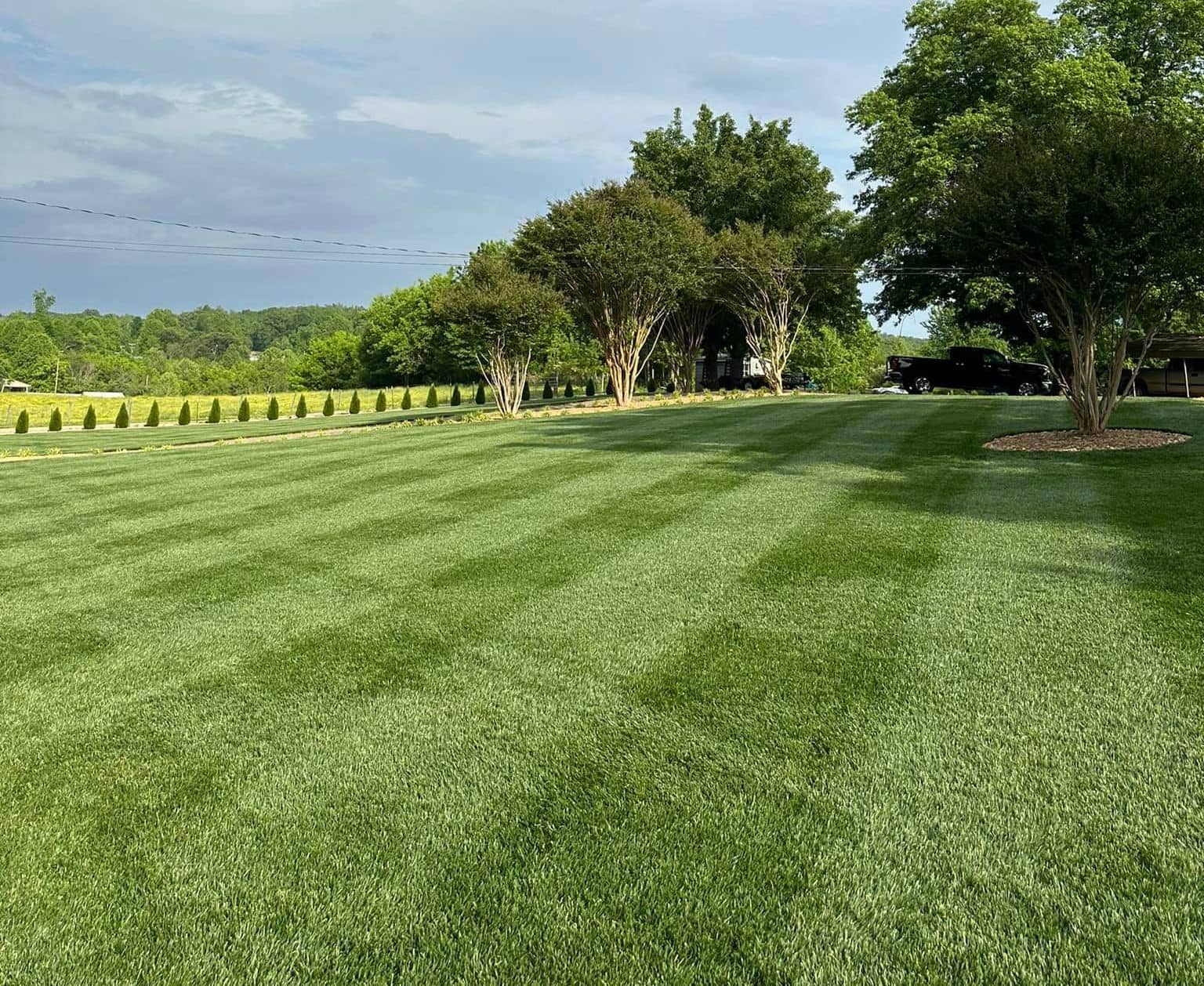 Fresh cut grass