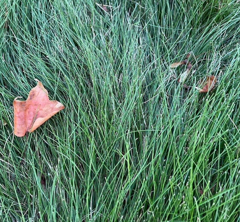 Fine Fescue looks great even when long