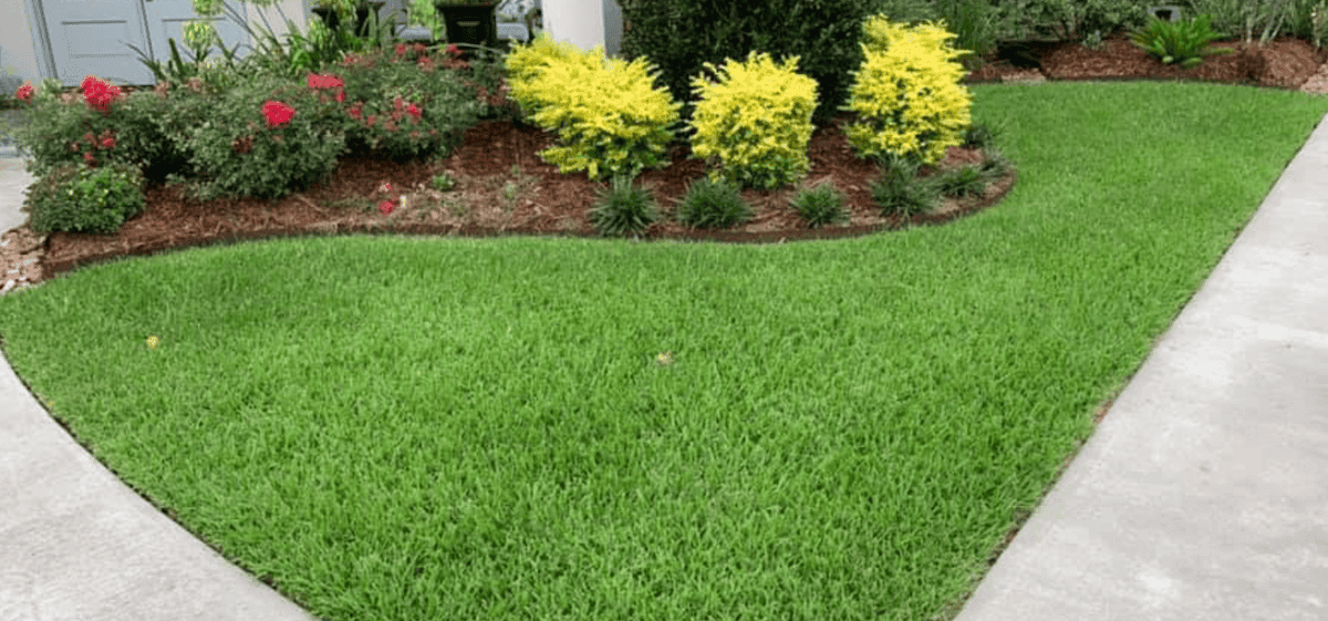 st. augustine lawn in the spring