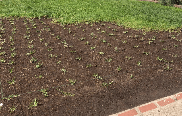Advantages of Sod Grass Plugs vs Sod Rolls