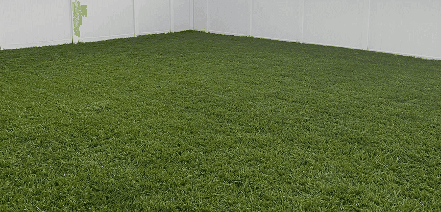 Freshly cut Bahia