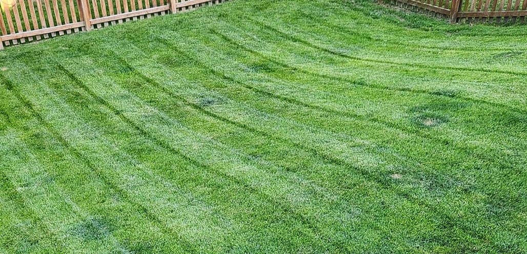 Freshly mowed Tall Fescue