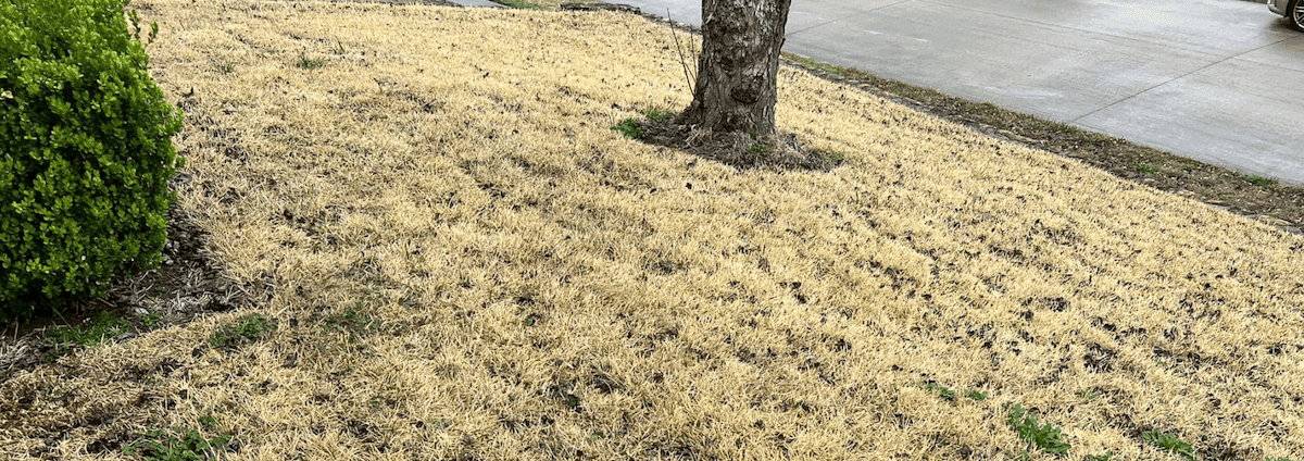 dormant grass