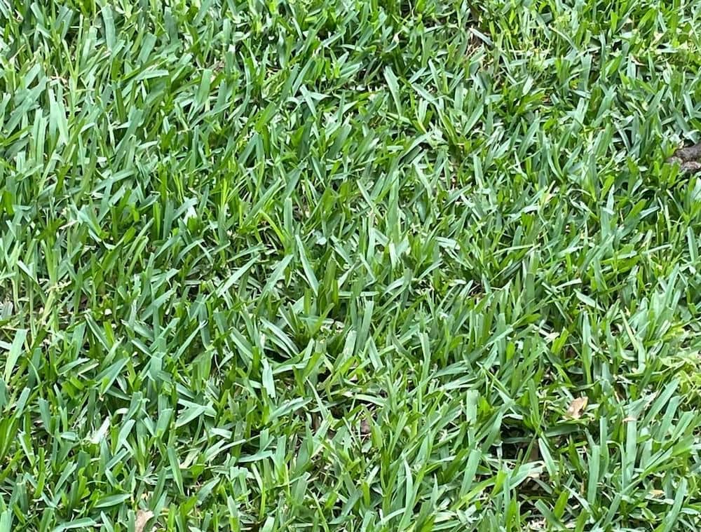 st. augustine close up