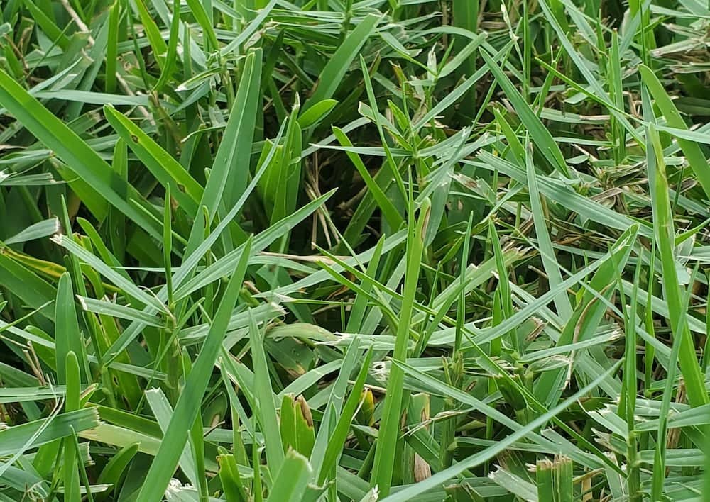st. augustine grass