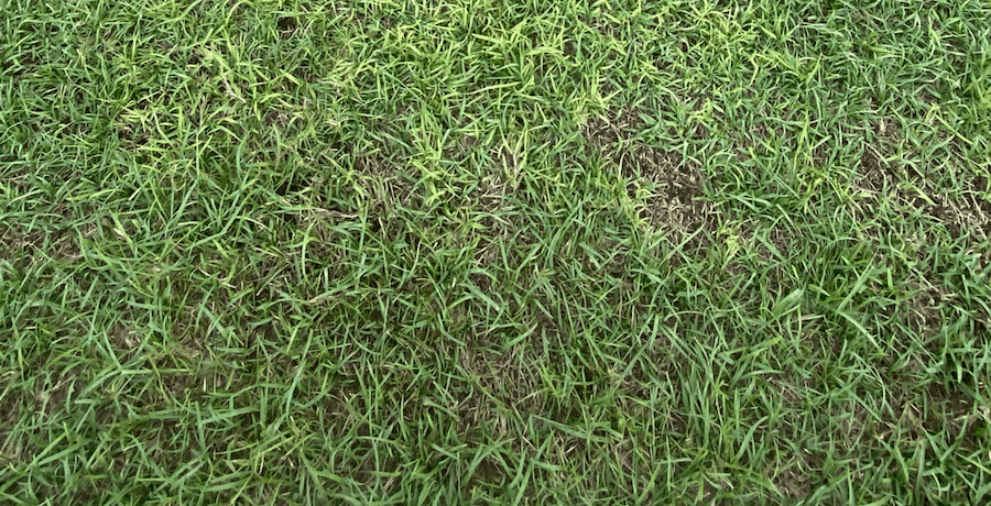 Patchy Bahiagrass that needs some love