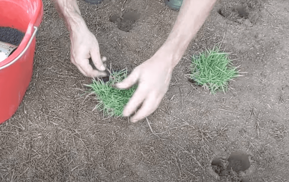 Sod plugs being installed