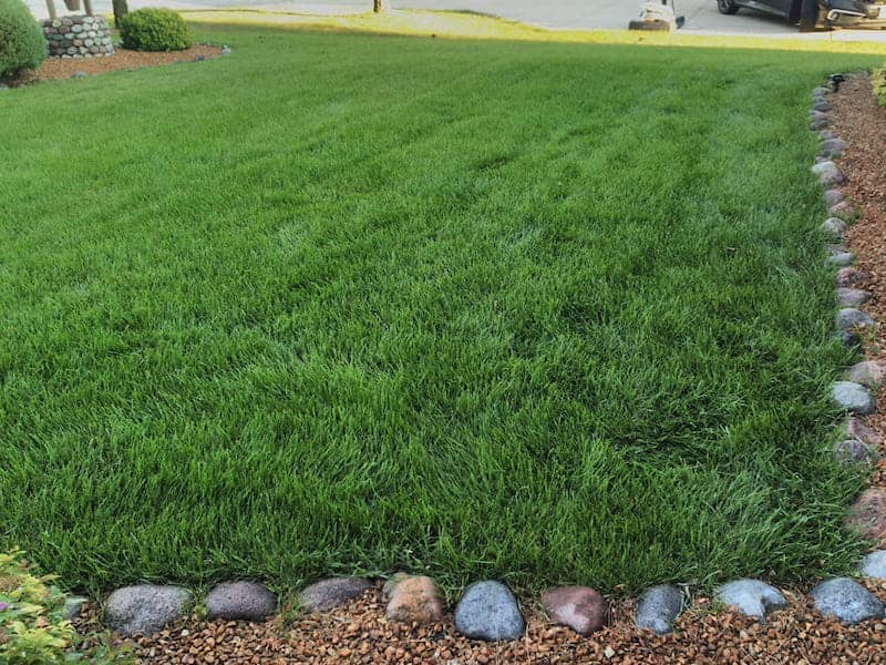 Kentucky Bluegrass Yard