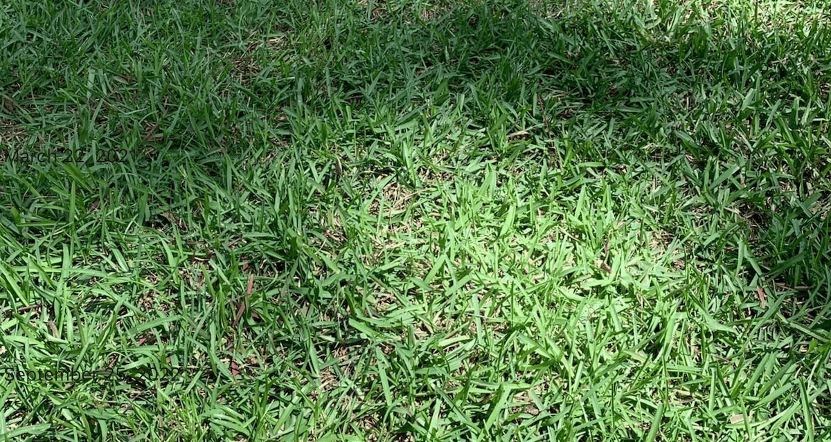 centipede grass - close up