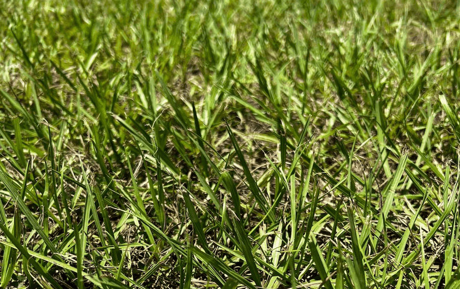 Bahia close up
