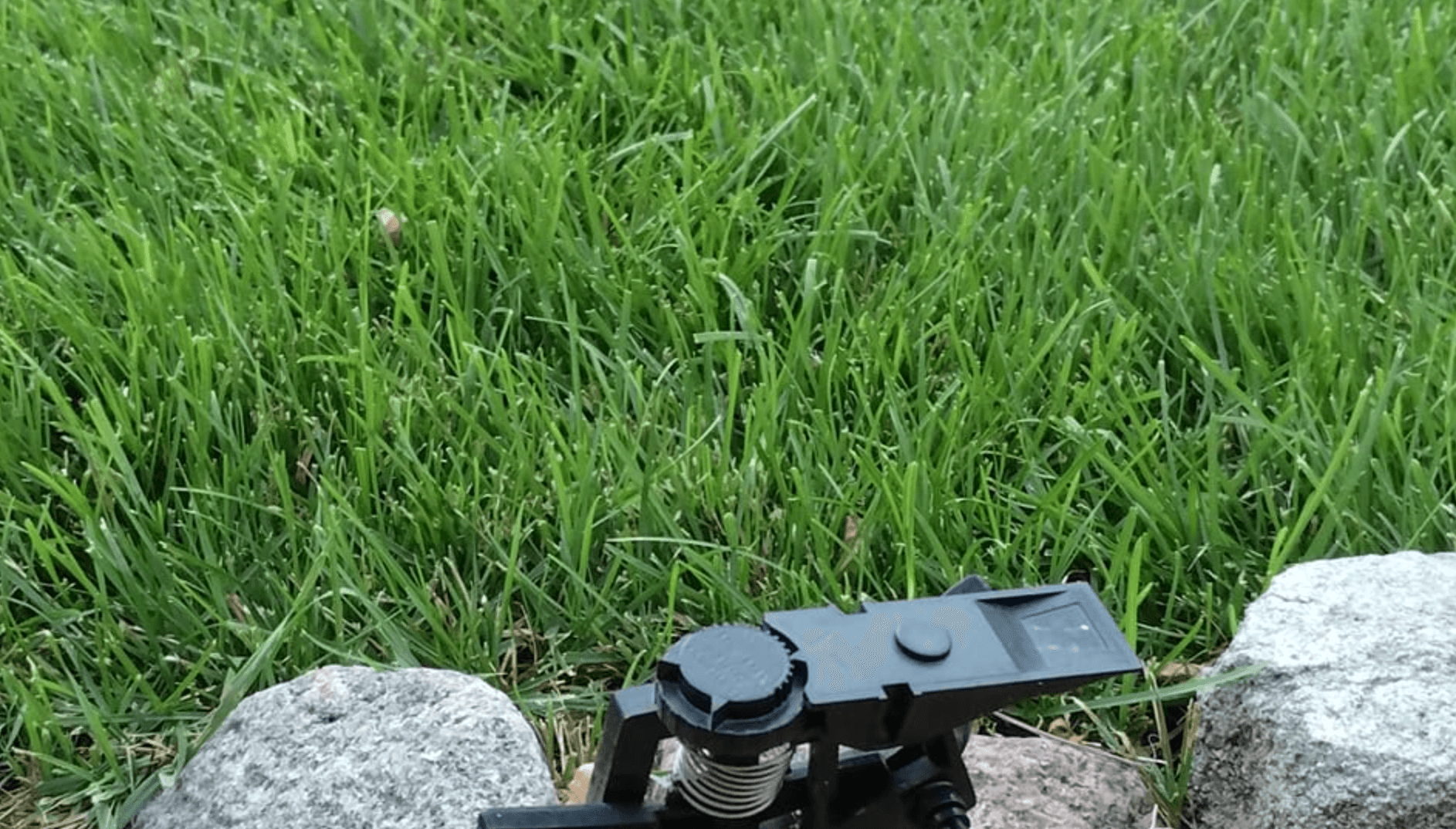 Kentucky Bluegrass close-up
