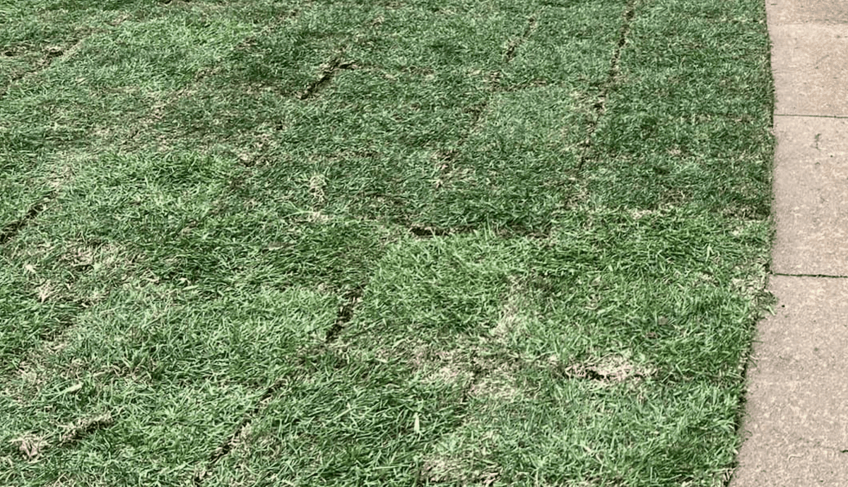 newly laid st. augustine sod
