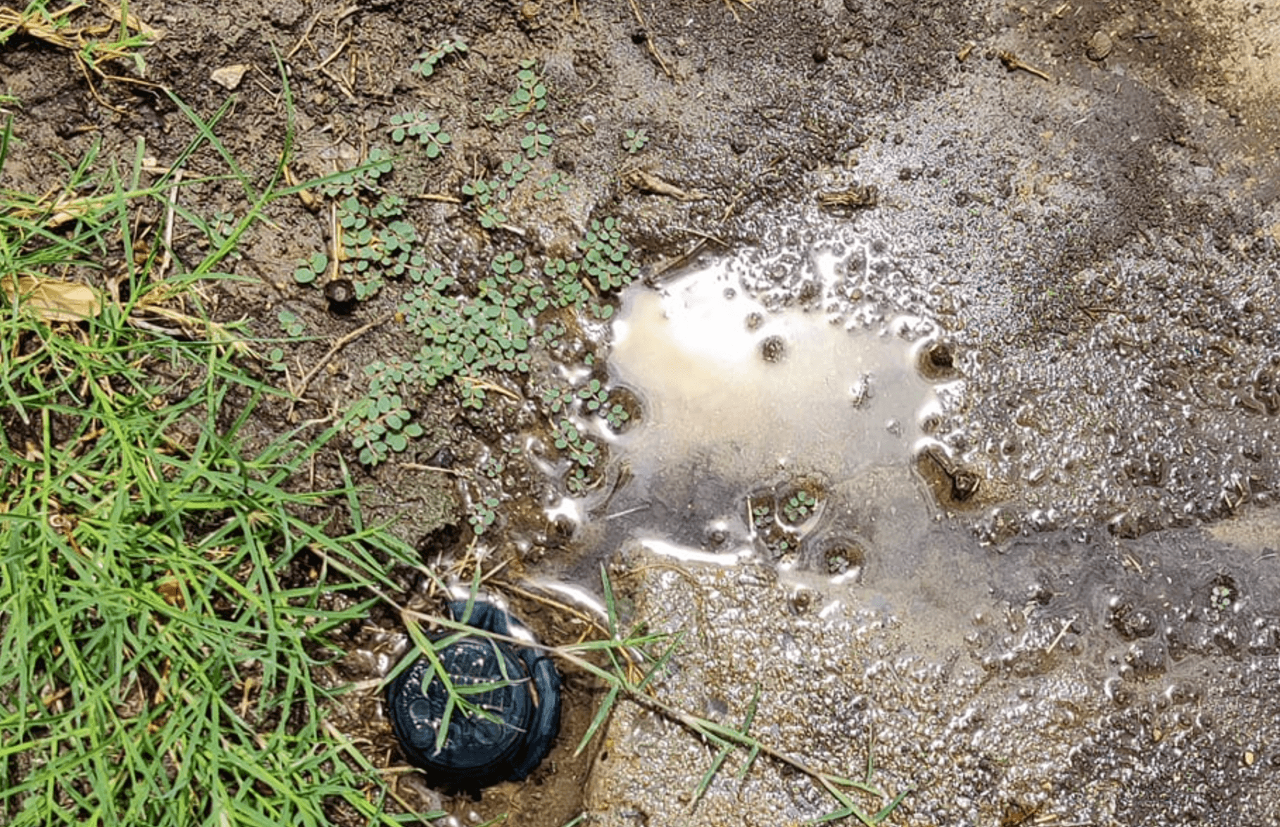 Soggy soil