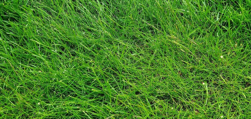 Fine fescue in the morning time